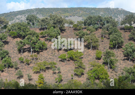 Eiche Wäldern und mediterraner Macchia in Sierra Madrona Park, Südspanien Stockfoto