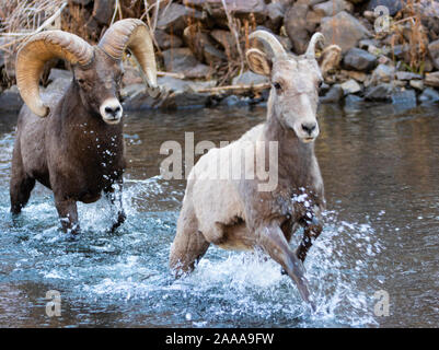 Bighorn Schafe weiden am Ufer des South Platte River in Waterton Canyon hoch in den Rocky Mountains in Colorado. Gelegentlich gehen t Stockfoto