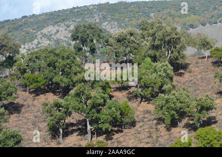 Eiche Wäldern und mediterraner Macchia in Sierra Madrona Park, Südspanien Stockfoto