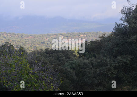 Öffnen eiche Woodland (Dehesas) in Azuel, Sierra Morena (Andalusien, Südspanien) Stockfoto