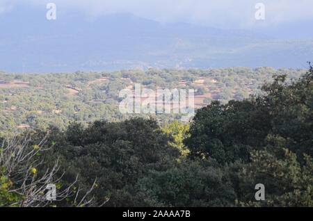 Öffnen eiche Woodland (Dehesas) in Azuel, Sierra Morena (Andalusien, Südspanien) Stockfoto