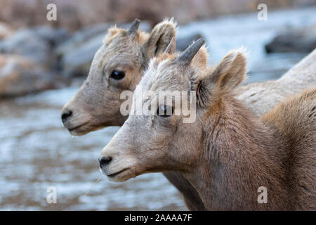 Bighorn Schafe weiden am Ufer des South Platte River in Waterton Canyon hoch in den Rocky Mountains in Colorado. Gelegentlich gehen t Stockfoto