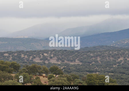 Öffnen eiche Woodland (Dehesas) in Azuel, Sierra Morena (Andalusien, Südspanien) Stockfoto