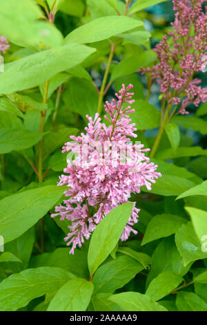 Kanadischer Flieder (Syringa 'James Macfarlane") Stockfoto