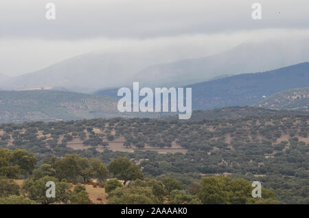 Öffnen eiche Woodland (Dehesas) in Azuel, Sierra Morena (Andalusien, Südspanien) Stockfoto