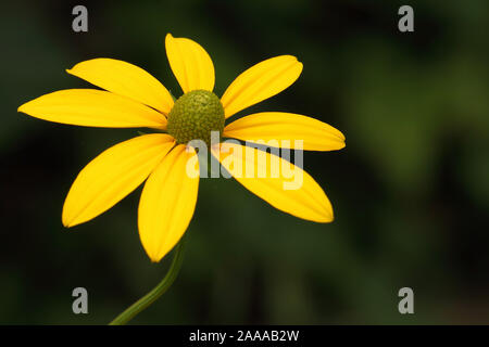 27.09.05 Blume im Garten am Niederrhein Stockfoto