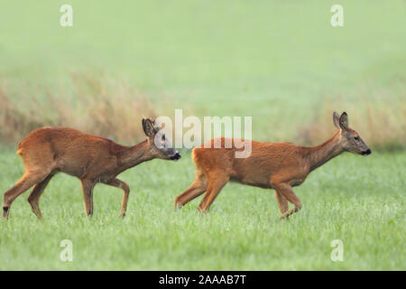 Reh in Wiese am Niederrhein Stockfoto