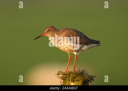 Rotschenkel in Holland Stockfoto