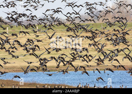 Startende Bläßgänse Stockfoto