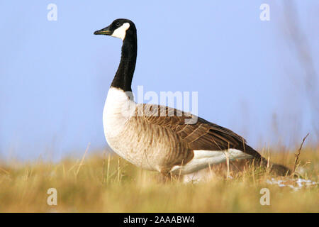 Tiere, Voegel, Gaensevoegel, Kanadagans, Branta canadensis Kanadagans/ Stockfoto