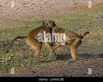 Junge männliche chacma Paviane kämpfen Stockfoto