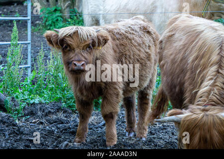 Bild von niedlichen Kalb Scottish Highland Rinder auf der Weide des Landwirts Stockfoto