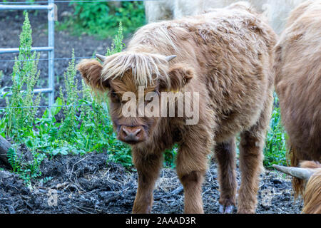 Bild von niedlichen Kalb Scottish Highland Rinder auf der Weide des Landwirts Stockfoto