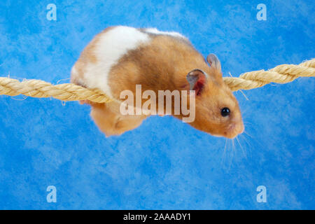 Golden hamster Klettern am Seil/(Mesocricetus auratus)/Goldhamster klettert am Seil/Freisteller, ausgeschnitten, Objekt, Objekt, innen, Studio, Hallenbad Stockfoto