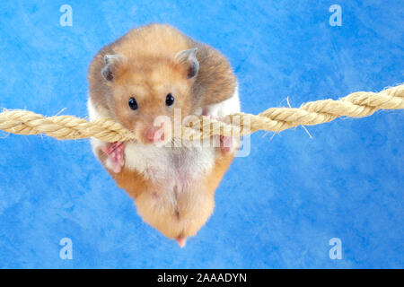 Golden hamster Klettern am Seil/(Mesocricetus auratus)/Goldhamster klettert am Seil/Freisteller, ausgeschnitten, Objekt, Objekt, innen, Studio, Hallenbad Stockfoto