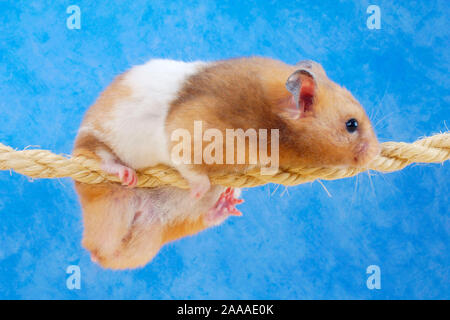 Golden hamster Klettern am Seil/(Mesocricetus auratus)/Goldhamster klettert am Seil/Freisteller, ausgeschnitten, Objekt, Objekt, innen, Studio, Hallenbad Stockfoto