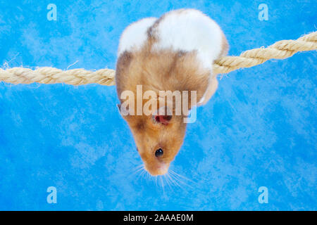 Golden hamster Klettern am Seil/(Mesocricetus auratus)/Goldhamster klettert am Seil/Freisteller, ausgeschnitten, Objekt, Objekt, innen, Studio, Hallenbad Stockfoto