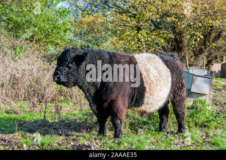 Ein Belted Galloway Stier mit einem Ring durch die Nase auf der Holkham Immobilien in North Norfolk. Stockfoto