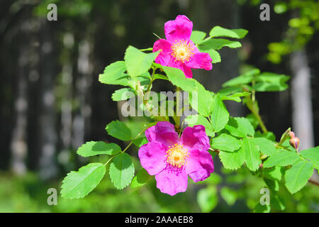 Makro Foto Natur blühende dogrose. Hintergrund Textur von hagebutte rosa Knospen der Blumen. Stockfoto