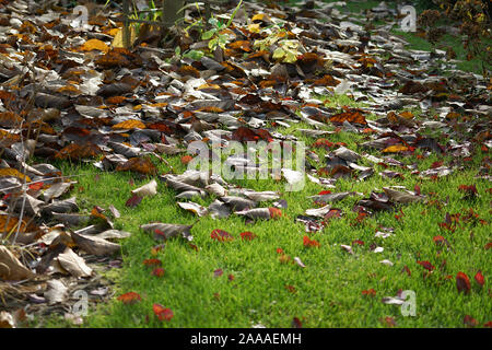 Herbst Landschaft - Gefallen, Blätter auf dem Rasen im Garten verwelkt Stockfoto