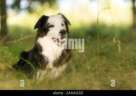 Reinrassige Border Collie Hund im Freien an einem sonnigen Sommertag im Schatten anzustarren. Stockfoto