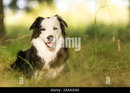 Reinrassige Border Collie Hund im Freien an einem sonnigen Sommertag im Schatten anzustarren. Stockfoto