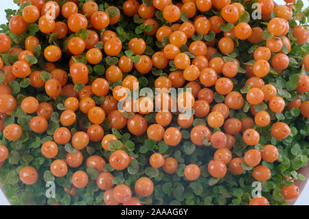 Raupe (Nertera granadensis Anlage/)/Korallenmoos/Freisteller, Ausschneiden, Objekt, Objekt, innen, Studio, Indoor, Nahaufnahme, Detail, Nahaufnahme Stockfoto