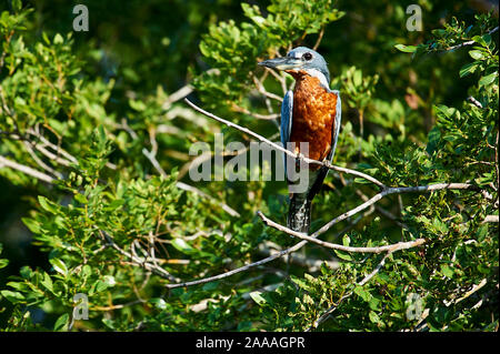 Beringt, Kingfisher (Ceryle Manlius), Araras Ecolodge, Mato Grosso, Brasilien Stockfoto