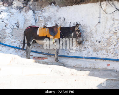 Esel mit einem goldenen Sattel Decke und Halfter auf der Schritte von der Uferpromenade nach Fira auf Santorini, Griechenland führt. Stockfoto