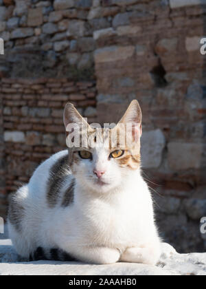 Wilde Katze, weiß mit braunen Flecken und gelbe Augen, in die Kamera schaut mit einer Felswand im Hintergrund. In Ephesus fotografiert, die Türkei mit einem Sh Stockfoto
