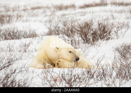 Polar Bear In gefrorene Tundra entlang der Hudson Bay bei Churchill, Manitoba, Kanada im Winter. Stockfoto