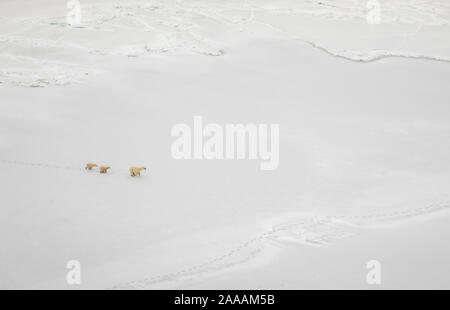 Luftaufnahme von gefrorenen Hudson Bay mit Eisbär sow und Jungen laufen im Winter. Stockfoto