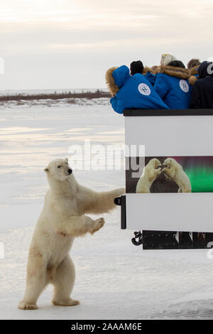 Churchill, Manitoba, Kanada - November 16, 2019: Touristen fotografieren Eisbären von der Rückseite der Rover in Churchill, Kanada. Stockfoto