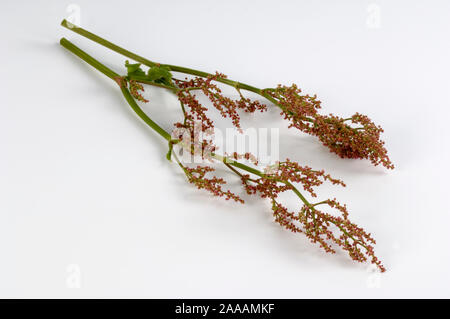 Gemeinsame Sauerampfer, grüne Sauerklee, roten Sauerampfer, Sheeps Sorrel, Garten Sauerampfer (Rumex acetosa) |, Sauerampfer Wiesen-Sauerampfer (Rumex acetosa) / Stockfoto