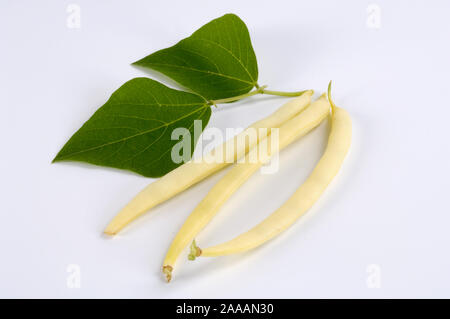 Grüne Bohnen 'Berggold'/(Phaseolus vulgaris) | nanus Buschbohnen 'Berggold'/(Phaseolus vulgaris nanus) / Stockfoto