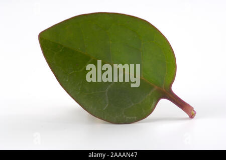 Malabar Spinat/(Basella rubra) | Malabarspinat, Basellspinat, Ceylon Rezepte Muscheln Zucchini/(Basella rubra)/Basellaceae, Basellgewächse Stockfoto