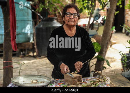 Frau Maria Eloísa Millan Anduaga Schnitte mit einem Messer die Wurzel einer Pflanze namens Zorrillo für sein starkes Aroma, das Sie verkauft Sinusitis im La Aduana Gemeinschaft in Alamos, Sonora Mexiko zu bekämpfen. Die traditionelle Medizin. Alternative Medizin. © (© Foto: LuisGutierrez/NortePhoto.com) La Señora Maria Eloísa Millan Anduaga corta con un cuchillo La raíz de una Planta que llama Zorrillo por su fuerte Aroma, La cual Vende para combatir el Sinusitis en la Comunidad de La Aduana Alamos, Sonora Mexico. Medicina tradicional. Medicina alternativa. © (© Foto: LuisGutierrez/NortePhoto.com) Stockfoto