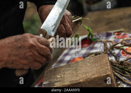 Frau Maria Eloísa Millan Anduaga Schnitte mit einem Messer die Wurzel einer Pflanze namens Zorrillo für sein starkes Aroma, das Sie verkauft Sinusitis im La Aduana Gemeinschaft in Alamos, Sonora Mexiko zu bekämpfen. Die traditionelle Medizin. Alternative Medizin. © (© Foto: LuisGutierrez/NortePhoto.com) La Señora Maria Eloísa Millan Anduaga corta con un cuchillo La raíz de una Planta que llama Zorrillo por su fuerte Aroma, La cual Vende para combatir el Sinusitis en la Comunidad de La Aduana Alamos, Sonora Mexico. Medicina tradicional. Medicina alternativa. © (© Foto: LuisGutierrez/NortePhoto.com) Stockfoto