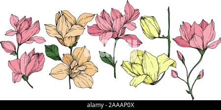 Vektor Magnolia floral botanischen Blumen. Schwarz und weiß eingraviert Tinte Art isoliert magnolia Abbildung Element. Stock Vektor