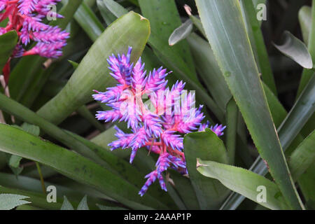 Nahaufnahme eines Aechmea, Blue Tango Bromelie Blüte mit grünen Blättern Stockfoto