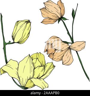 Vektor Magnolia floral botanischen Blumen. Schwarz und weiß eingraviert Tinte Art isoliert magnolia Abbildung Element. Stock Vektor