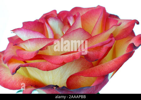 Gelbe und rote Rose Makro Stockfoto