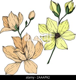Vektor Magnolia floral botanischen Blumen. Schwarz und weiß eingraviert Tinte Art isoliert magnolia Abbildung Element. Stock Vektor