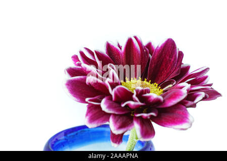 Lila gerbera Daisy closeup Stockfoto