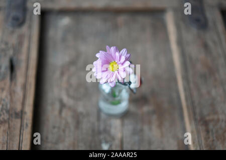 Schönen einzelnen Aster in ein kleines Glas Flasche dekoriert auf einem schäbigen verwendet Holzmöbel Stockfoto