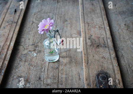 Rosa Sommerblume in ein kleines Glas Vase auf einem schäbigen Holz- element mit Rissen Stockfoto