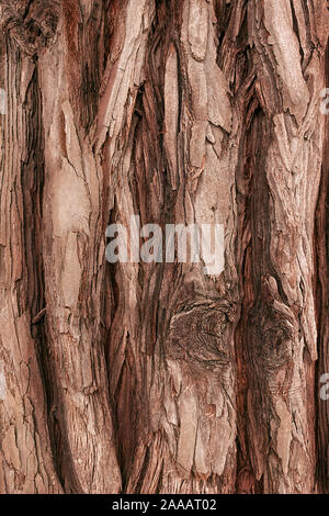 Die strukturierte Rinde eines jungen Küsten Redwood. Sequoia Rinde natürlichen Hintergrund. Close-up. Stockfoto