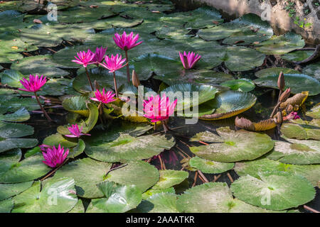 Cai, Mekong Delta, Vietnam - März 13, 2019: Nahaufnahme von rosa Seerosen im Teich mit großen grünen schwimmende Blätter. Stockfoto