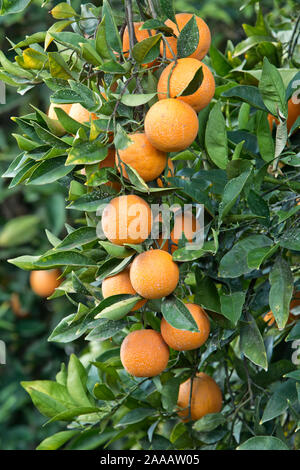 Reifung, gesprüht Cutter nucellar Valencia Orangen auf Ästen' Citrus sinensis". Stockfoto