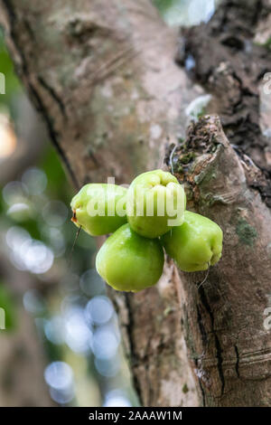 Cai, Mekong Delta, Vietnam - März 13, 2019: Nahaufnahme von jungen grünen rose Äpfel auf braun Baum. Stockfoto